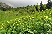 88 Botton d'oro sui pascoli ai Piani di Bobbio